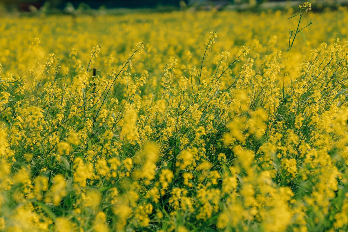 Trời vào đông, những thôn nhỏ ven sông Đuống ở Hà Nội lại khoác lên mình sắc vàng rực rỡ của hoa cải. Trong đó, cánh đồng cải tại thôn Chi Đông, xã Thuận An (trước thuộc Lệ Chi, huyện Gia Lâm cũ) trở thành điểm thu hút đông đảo du khách và các nhiếp ảnh gia đến tham quan, chụp ảnh. Ảnh D.Phạm Tú