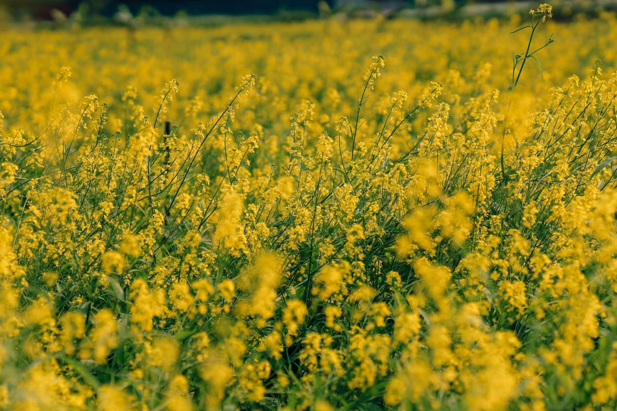 Trời vào đông, những thôn nhỏ ven sông Đuống ở Hà Nội lại khoác lên mình sắc vàng rực rỡ của hoa cải. Trong đó, cánh đồng cải tại thôn Chi Đông, xã Thuận An (trước thuộc Lệ Chi, huyện Gia Lâm cũ) trở thành điểm thu hút đông đảo du khách và các nhiếp ảnh gia đến tham quan, chụp ảnh. Ảnh D.Phạm Tú