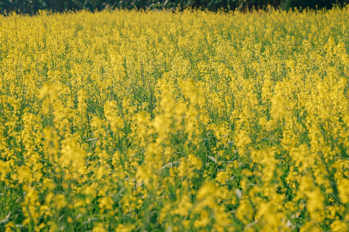 Thời điểm lý tưởng để tham quan là những ngày nắng, vào buổi sáng từ 9-10h hoặc buổi chiều 15-16h, khi ánh sáng dịu, màu hoa rực rỡ, rất thuận lợi cho việc chụp ảnh. Ảnh D.Phạm Tú