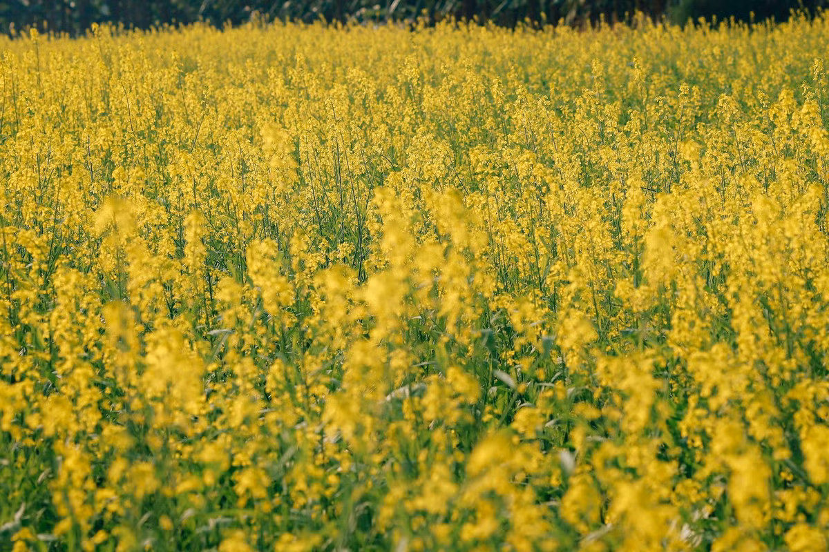 Thời điểm lý tưởng để tham quan là những ngày nắng, vào buổi sáng từ 9-10h hoặc buổi chiều 15-16h, khi ánh sáng dịu, màu hoa rực rỡ, rất thuận lợi cho việc chụp ảnh. Ảnh D.Phạm Tú