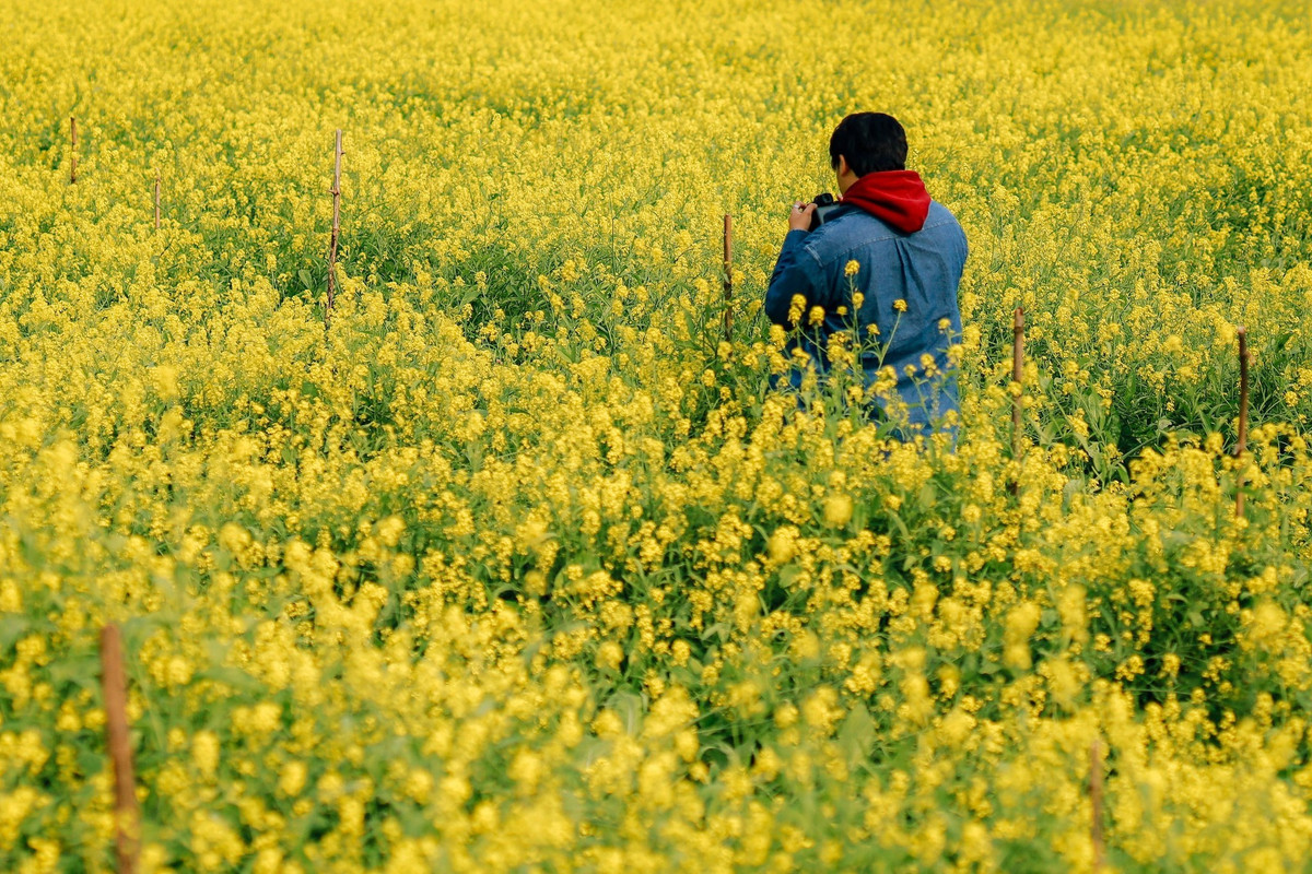 Mùa hoa cải ở Lệ Chi thường nở rộ vào dịp cuối năm, từ cuối tháng 11 đến hết tháng 12. Những luống cải vàng trải dài dọc bãi bồi ven sông, cao khoảng 40-70 cm, hoa mọc thành chùm dày màu vàng tươi. Khi gió thổi, cả thảm hoa như những dải lụa uốn lượn trong không gian rộng mở, tạo nên khung cảnh yên bình và lãng mạn. Ảnh D.Phạm Tú