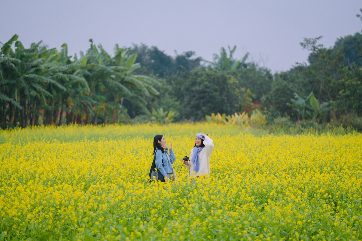 Vì đây là đất nông dân đang canh tác, du khách nên xin phép trước khi bước vào luống hoa để vừa tôn trọng công sức của họ, vừa có trải nghiệm thoải mái. Ảnh Hồ Thiên Nga