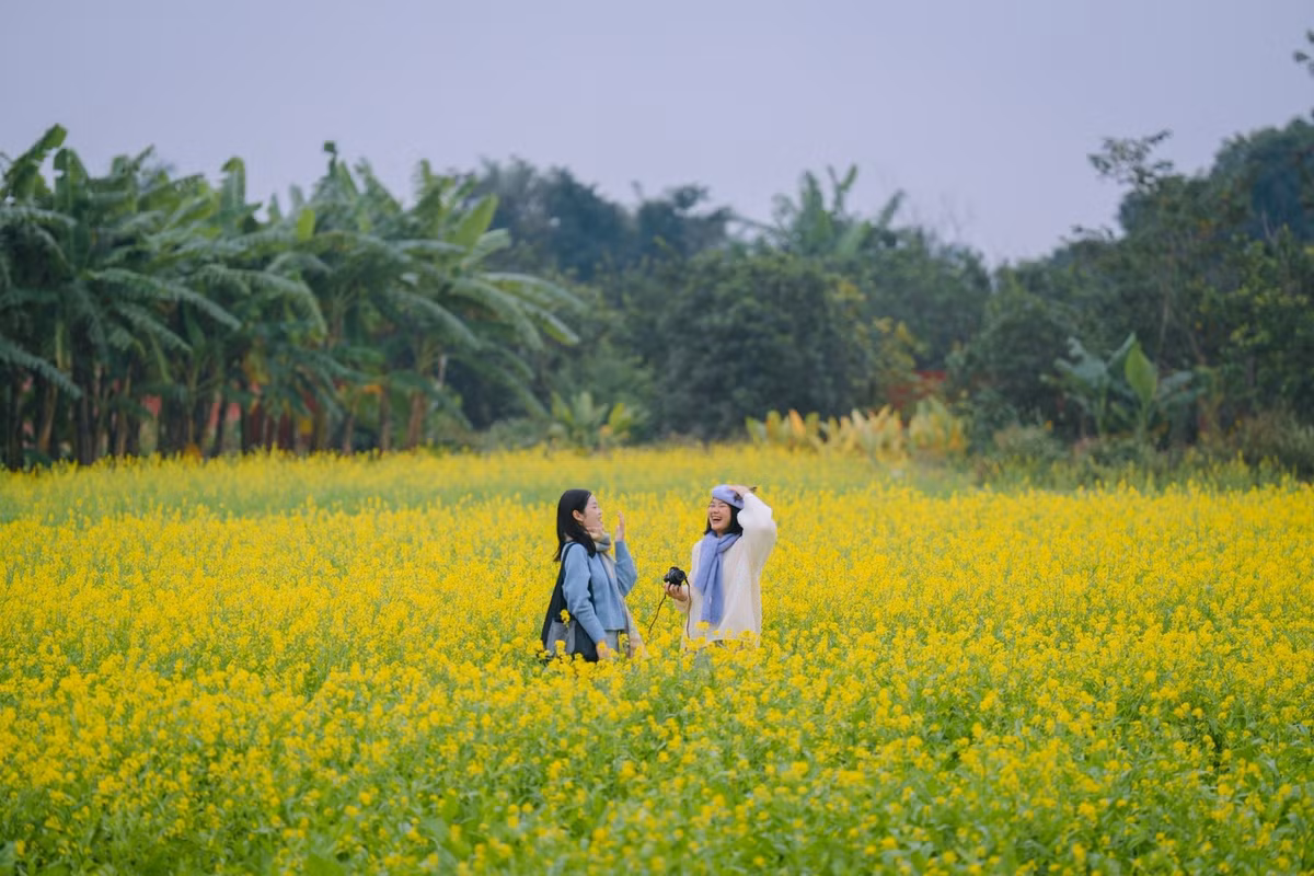 Vì đây là đất nông dân đang canh tác, du khách nên xin phép trước khi bước vào luống hoa để vừa tôn trọng công sức của họ, vừa có trải nghiệm thoải mái. Ảnh Hồ Thiên Nga