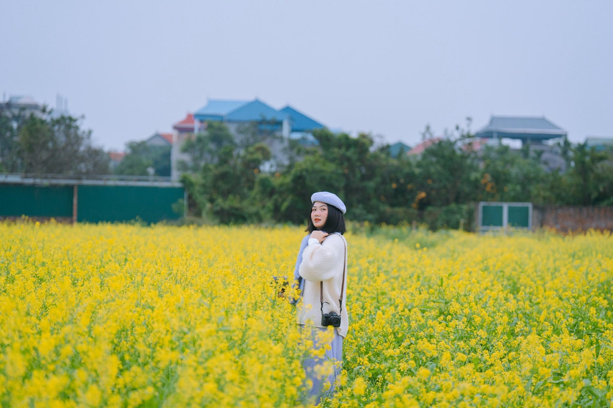 Sắc vàng rực rỡ giữa trời đông u ám, những bức ảnh chụp từ đây thường nhận được hàng nghìn lượt chia sẻ trên mạng xã hội, góp phần quảng bá vẻ đẹp làng quê Hà Nội đến với nhiều người. Ảnh Hồ Thiên Nga