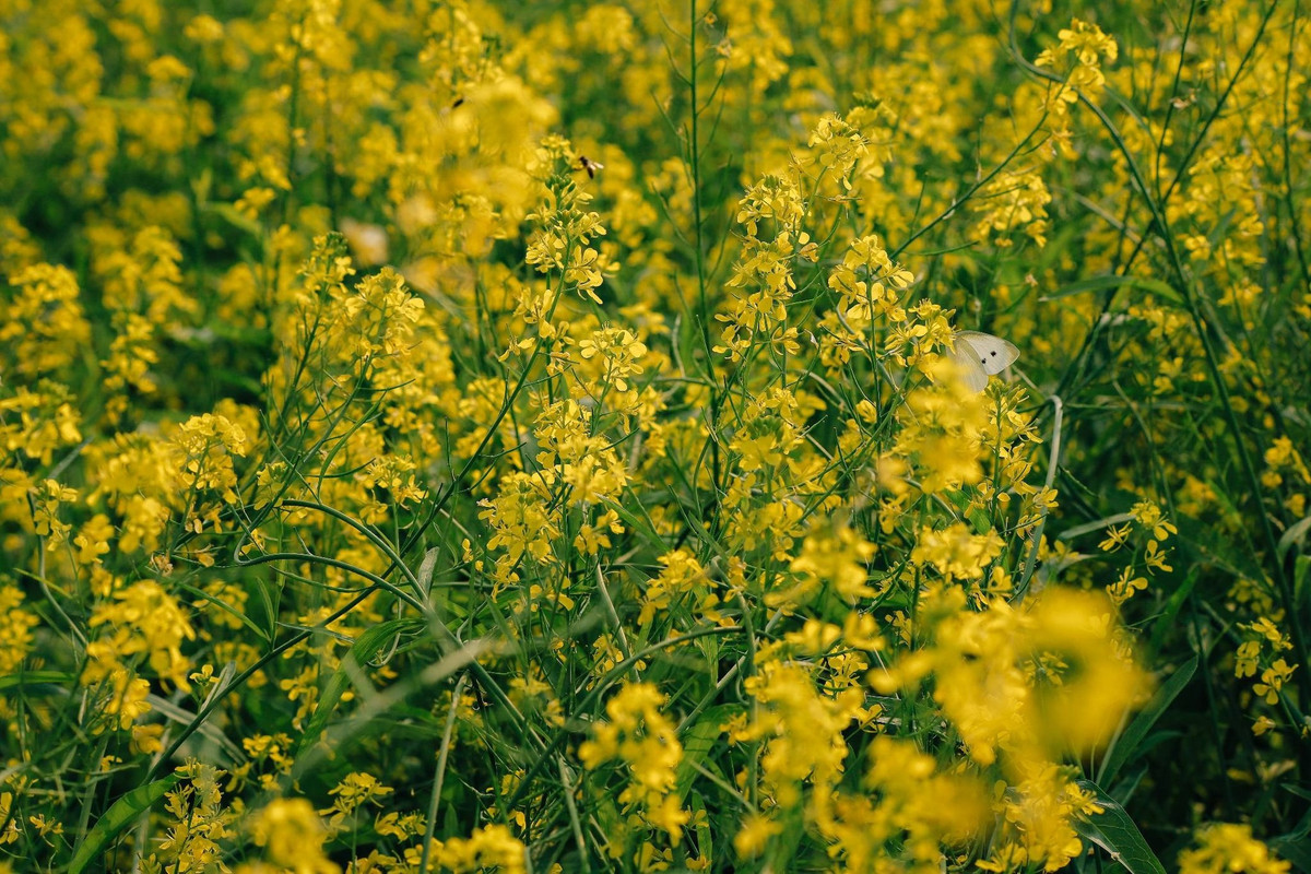 Những năm gần đây, nhờ sức lan tỏa trên mạng xã hội, cánh đồng cải Lệ Chi đã trở thành “hot spot” miễn phí thu hút du khách. Bà con nông dân vẫn miệt mài canh tác, nhưng không ngần ngại chào đón những người đến trải nghiệm và ghi lại những khoảnh khắc đáng nhớ. Ảnh D.Phạm Tú