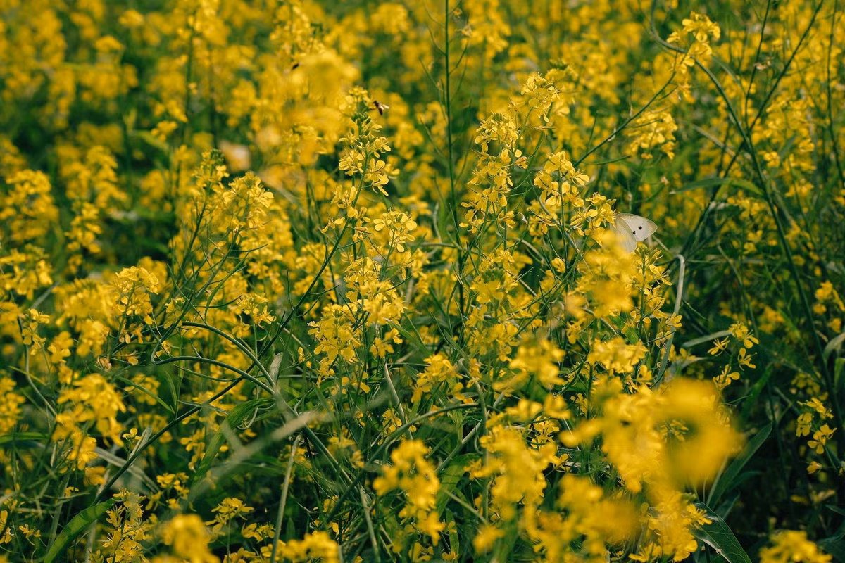 Những năm gần đây, nhờ sức lan tỏa trên mạng xã hội, cánh đồng cải Lệ Chi đã trở thành “hot spot” miễn phí thu hút du khách. Bà con nông dân vẫn miệt mài canh tác, nhưng không ngần ngại chào đón những người đến trải nghiệm và ghi lại những khoảnh khắc đáng nhớ. Ảnh D.Phạm Tú