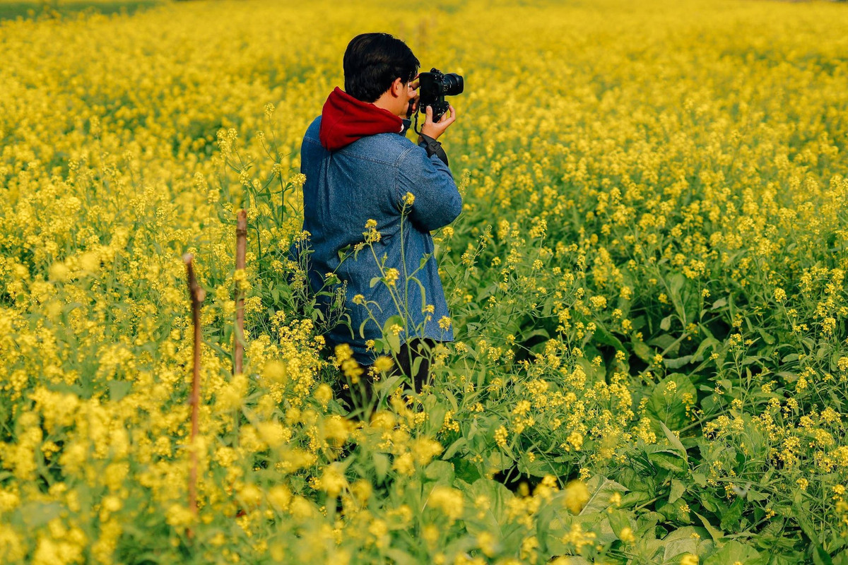 Hoa cải vàng, hay còn gọi là cải dầu, vốn được người dân trồng để lấy hạt giống và che phủ đất mùa đông. Ngoài cải, nông dân thường xen canh thêm một số loại hoa màu khác, vừa tăng thu nhập vừa làm đẹp cảnh quan. Ảnh D.Phạm Tú