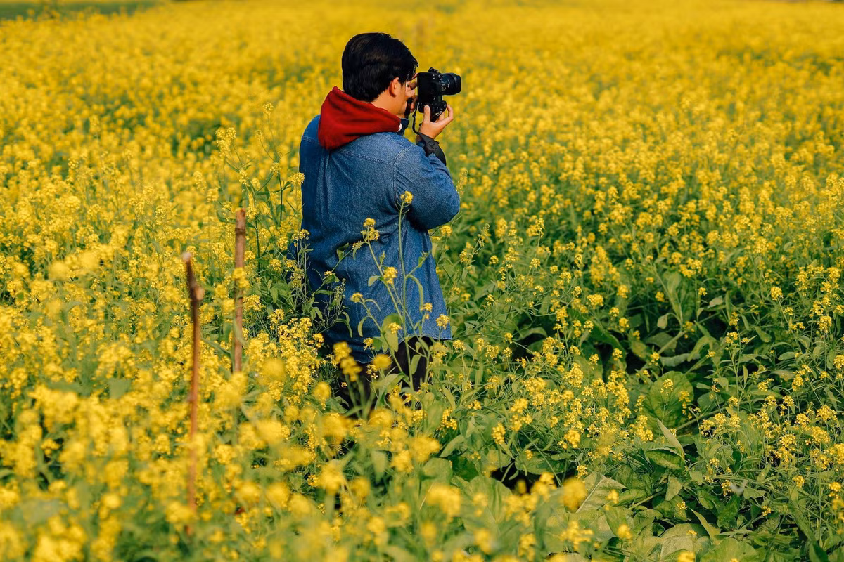 Hoa cải vàng, hay còn gọi là cải dầu, vốn được người dân trồng để lấy hạt giống và che phủ đất mùa đông. Ngoài cải, nông dân thường xen canh thêm một số loại hoa màu khác, vừa tăng thu nhập vừa làm đẹp cảnh quan. Ảnh D.Phạm Tú