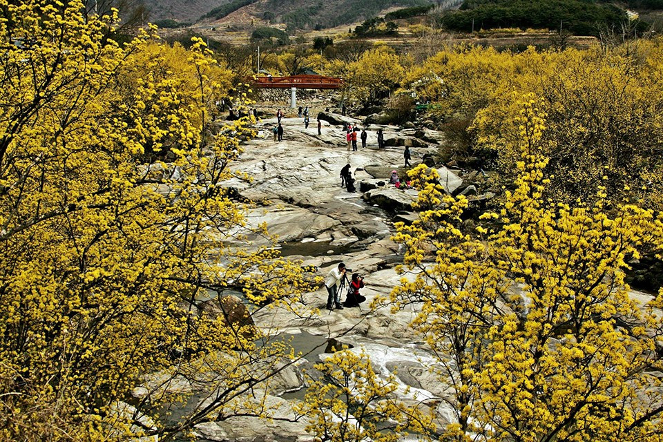 Ở khu vực trung tâm, thành phố Icheon lại gây ấn tượng với sắc vàng ấm áp của hoa sansuyu nở rộ vào đầu xuân. Những triền đồi được nhuộm vàng, tạo nên khung cảnh yên bình, nhẹ nhàng, rất được lòng du khách yêu thiên nhiên và các nhiếp ảnh gia tìm kiếm khoảnh khắc xuân sớm. Ảnh Vietravel