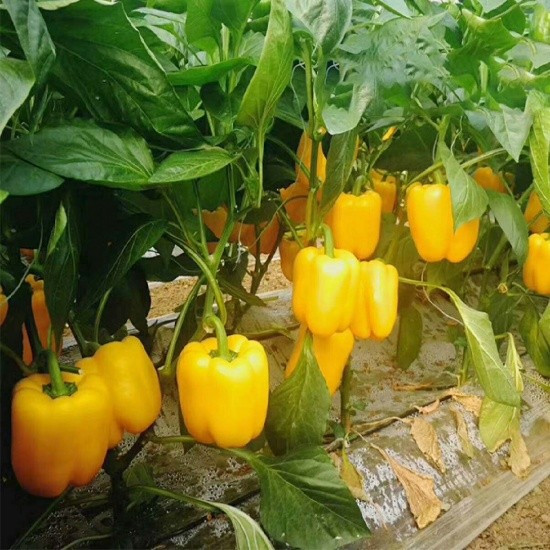 View - Loại quả ‘vàng’ giàu vitamin, tốt cho cho tim mạch, não bộ và hệ miễn dịch | Báo Tri thức và Cuộc sống - TIN TỨC PHỔ BIẾN KIẾN THỨC 24H