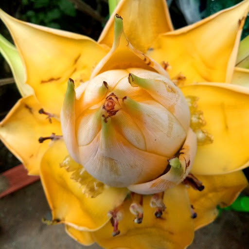 Chuối sen vàng là loài cây khá “dễ tính”, phù hợp với cả người mới chơi cây cảnh. Cây ưa ánh sáng, sinh trưởng tốt trong điều kiện đất tơi xốp, thoát nước tốt. Ảnh Internet