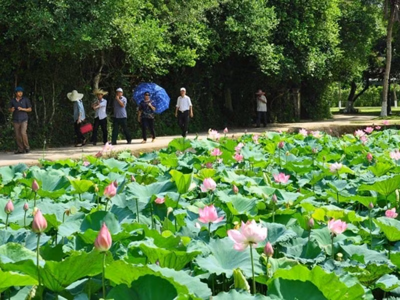 Mùa sen nở, hương thơm ngát của hoa sen lan tỏa khắp làng, tạo nên một không gian dịu dàng, thanh thản. Đây là thời điểm tuyệt vời để du khách dạo bước quanh làng, ngắm nhìn những hàng tre rì rào trong gió, những bụi râm bụt đung đưa và những khóm hoa cau, hoa bưởi thơm ngát. Ảnh Internet