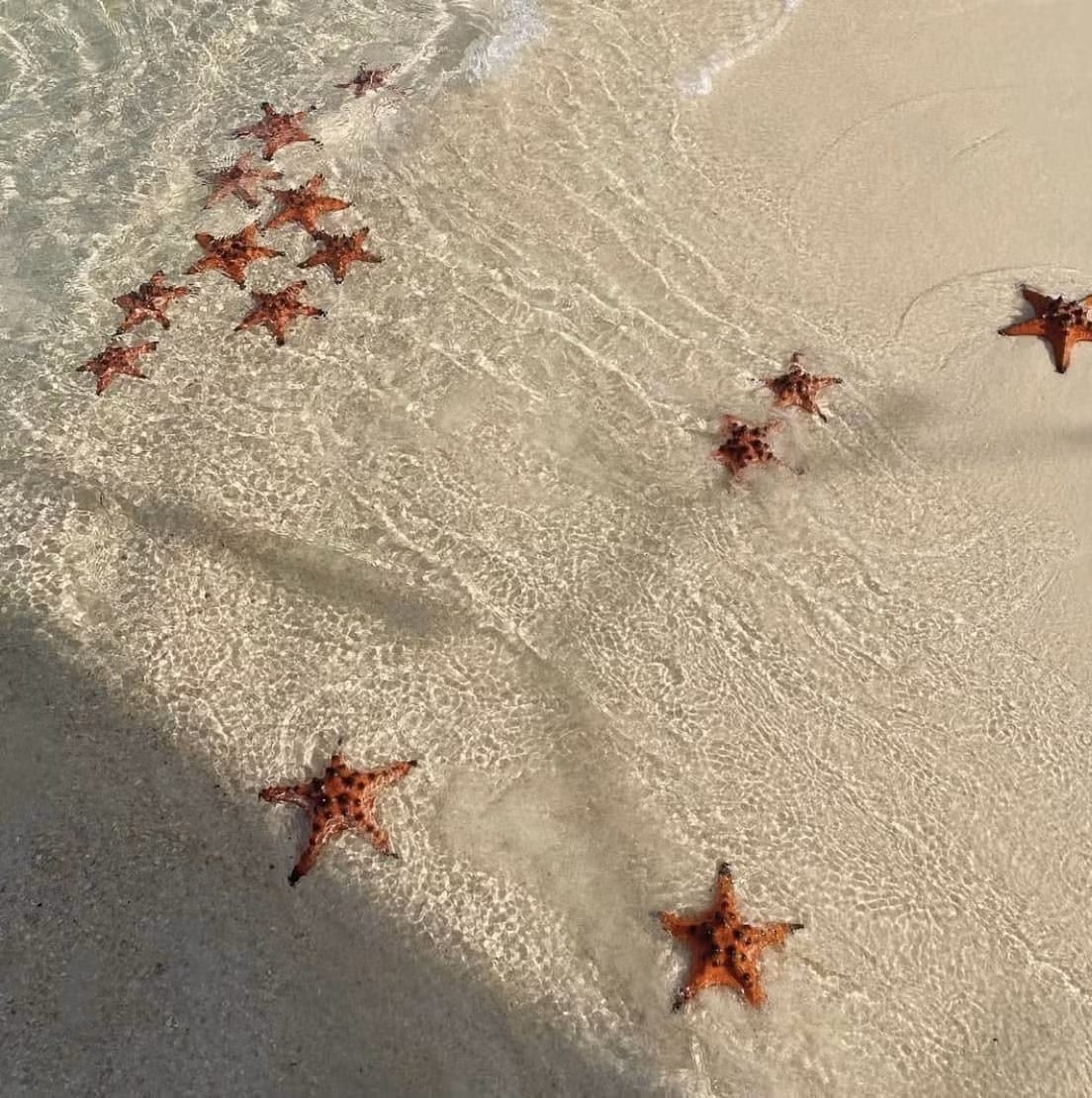 Cảnh tượng ấy tạo nên một “vương quốc sao biển” kỳ diệu, là phông nền tuyệt đẹp cho những bức ảnh để đời.