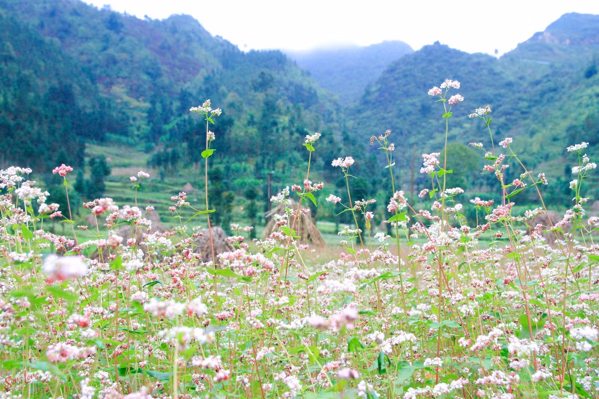 Hành trình khám phá vùng núi đá Tuyên Quang mùa hoa tam giác mạch không chỉ là cơ hội để chụp ảnh, mà còn là dịp để hòa mình vào thiên nhiên, học hỏi văn hóa bản địa và tận hưởng không khí yên bình, trong lành của vùng cao nguyên đá. Ảnh Lang thang Hà Giang