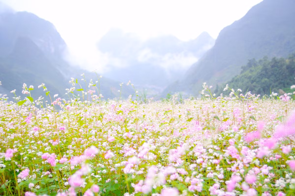 Các triền núi phủ đầy hoa tam giác mạch cũng là “thiên đường” cho các nhiếp ảnh gia và tín đồ sống ảo. Những thảm hoa trải dài, xen lẫn những mỏm đá xám và sương mờ buổi sáng, tạo nên bức tranh thiên nhiên hiếm có. Ảnh Lang thang Hà Giang