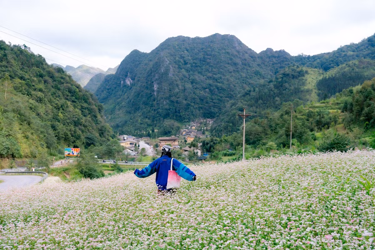 Không chỉ đẹp mắt, những cánh đồng tam giác mạch còn gợi lên vẻ hoang sơ đặc trưng của núi rừng phía Bắc. Ảnh Lang thang Hà Giang