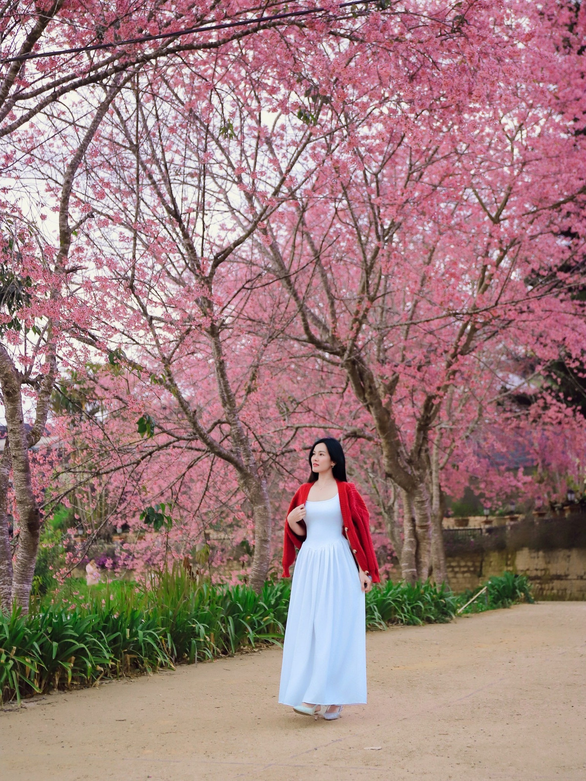 Không chỉ là điểm ngắm hoa, nơi đây còn là “background” lý tưởng cho những bộ ảnh xuân. Du khách có thể dạo bước trên lối đi nhỏ rợp bóng mai, đứng dưới tán hoa để bắt trọn khung hình ngập sắc hồng hoặc ngồi trên bến gỗ cạnh hồ để ghi lại những khoảnh khắc nhẹ nhàng, thư thái. Ảnh Trương Viết Ngọc