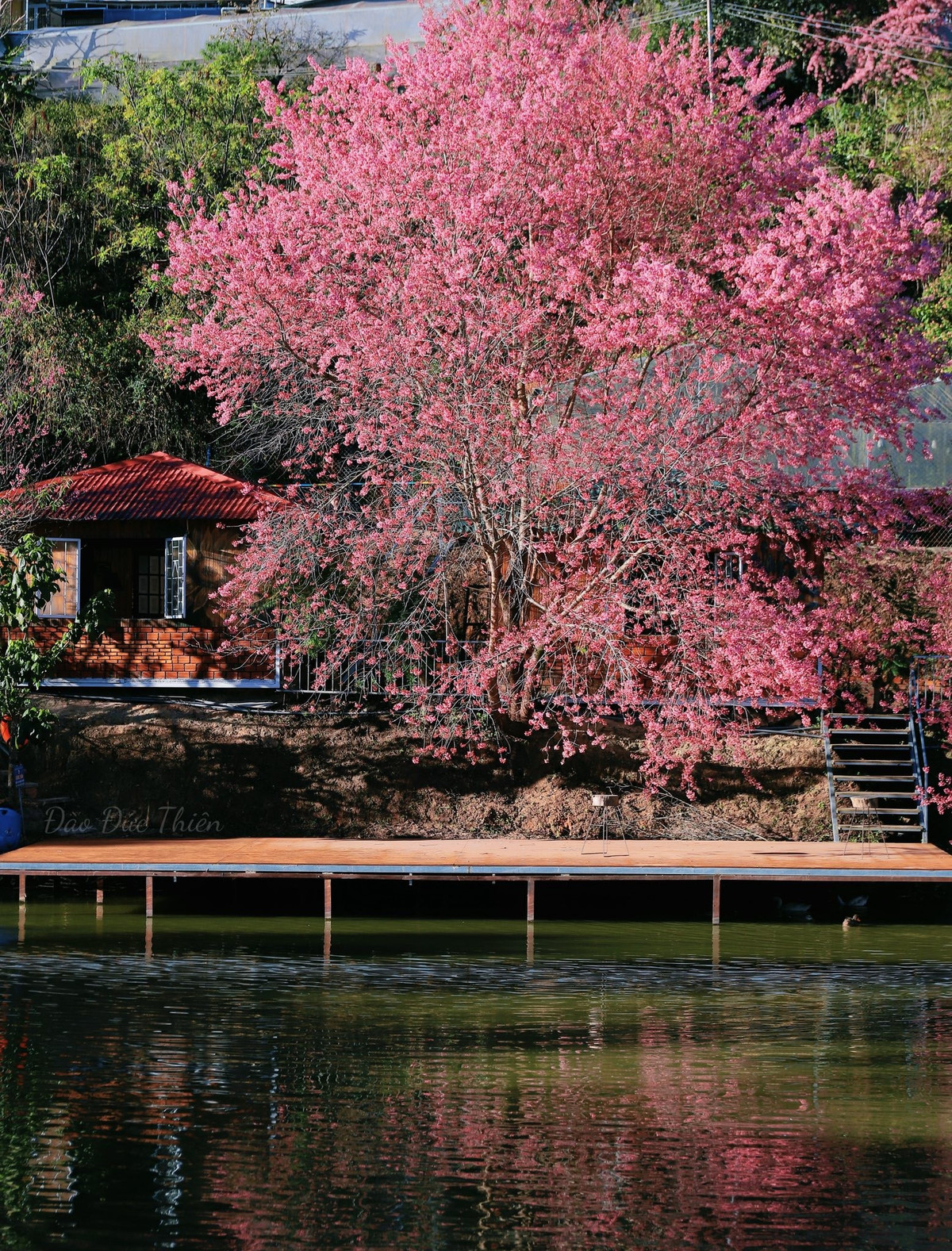 Giữa vô vàn cung đường ngập sắc hồng, cây mai anh đào "hoàng hậu" nằm trên đường Tự Tạo, phường 11 đang trở thành điểm check-in được nhiều du khách tìm đến, bởi vẻ đẹp nổi bật và khung cảnh nên thơ hiếm có. Ảnh Đào Đức Thiên