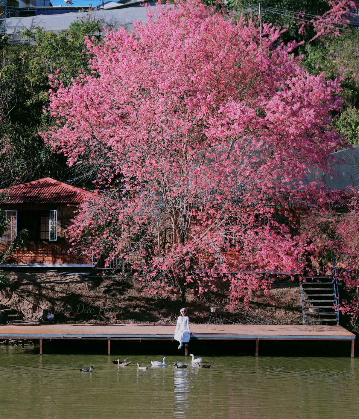 Tán hoa soi bóng xuống mặt hồ xanh ngọc, phía sau là những ngôi nhà gỗ mái đỏ nép mình bên sườn đồi. Sự kết hợp giữa sắc hồng của hoa, màu xanh của nước và gam nâu ấm của gỗ tạo nên một tổng thể hài hòa, đầy chất thơ. Ảnh Đào Đức Thiên