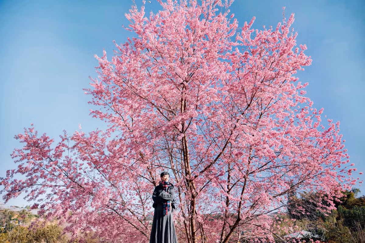 Mỗi độ cuối năm đến đầu xuân, khi tiết trời cao nguyên vẫn còn bảng lảng sương và cái lạnh dịu nhẹ len qua từng con dốc, Đà Lạt lại bước vào mùa đẹp nhất trong năm - mùa mai anh đào nở rộ. Ảnh Đồng Ngô