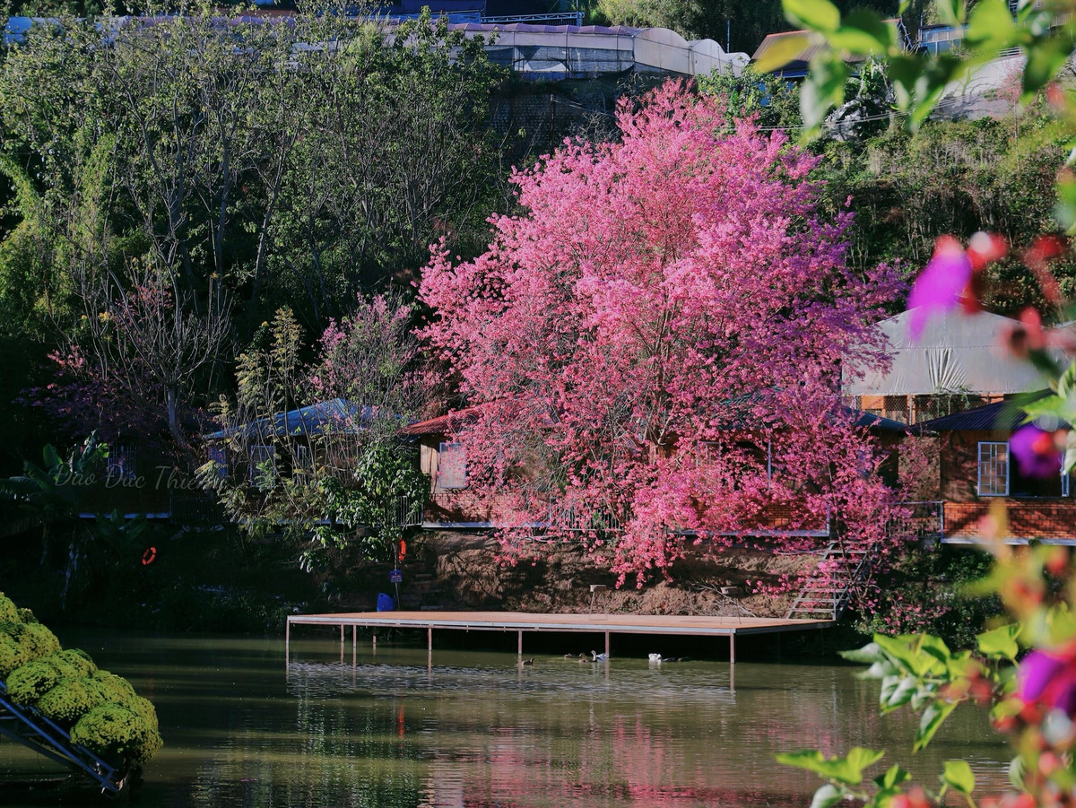 Từ tháng 12 đến khoảng tháng 2, khu vực nông trại nơi đây như được nhuộm hồng bởi những tán mai anh đào bung nở đồng loạt. Nổi bật nhất là cây "hoàng hậu" với tán rộng, cành vươn cao, hoa nở dày và đều, phủ kín từ thân đến ngọn. Nhìn từ xa, cây như một đám mây hồng khổng lồ giữa nền trời xanh trong, tạo nên bức tranh mùa xuân vừa rực rỡ vừa dịu dàng. Ảnh Đào Đức Thiên