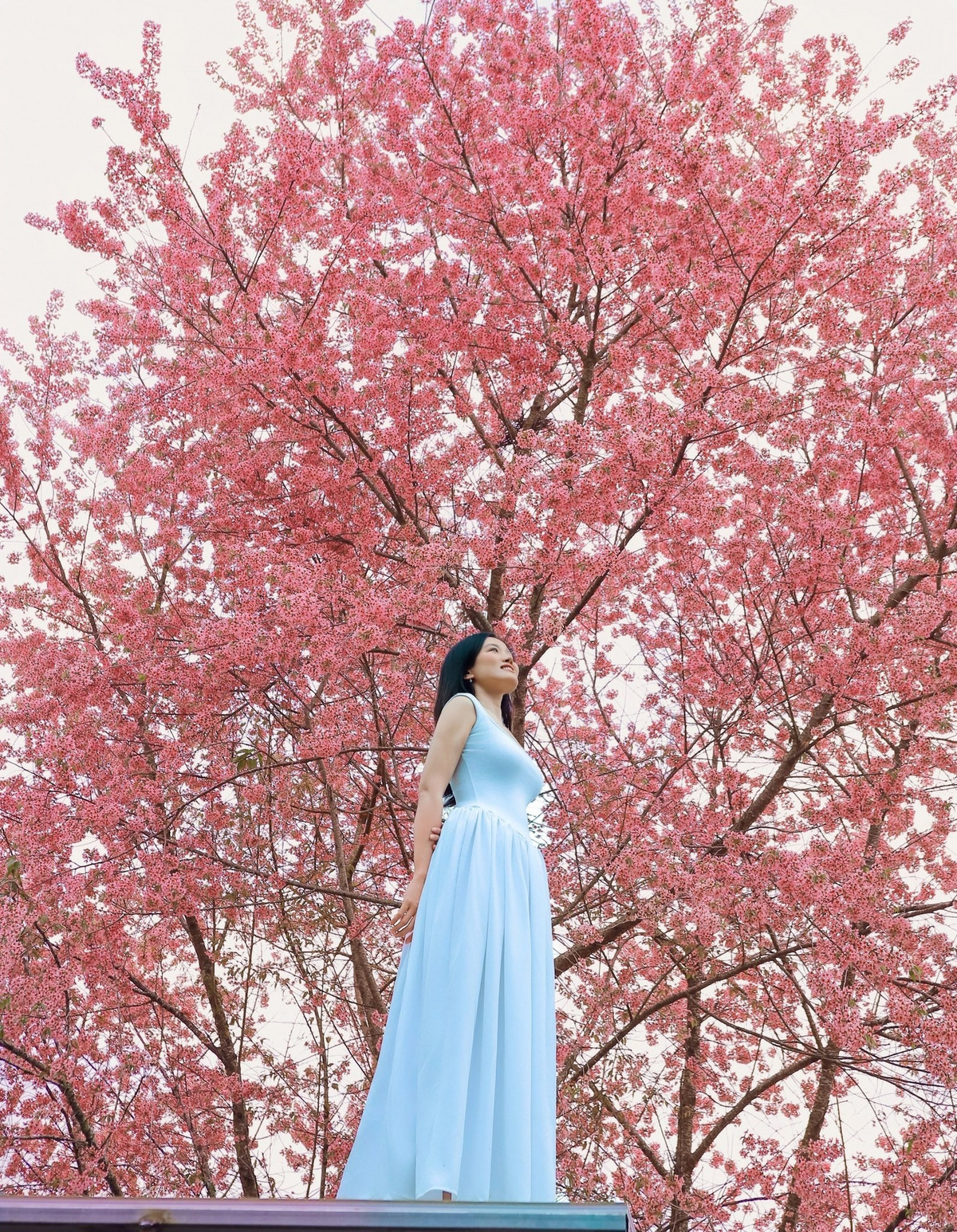 Vào buổi sáng sớm, khi sương còn lãng đãng trên mặt nước, ánh nắng đầu ngày xuyên qua từng chùm hoa li ti, làm cả không gian bừng sáng. Cảm giác đứng dưới tán mai anh đào, hít hà không khí se lạnh và lắng nghe tiếng gió nhẹ lùa qua cành hoa mang lại một trải nghiệm rất riêng vừa thanh khiết, vừa lãng mạn. Đến chiều, khi nắng dịu dần, sắc hồng của hoa trở nên đậm hơn, tạo nên khung cảnh trầm lắng nhưng vẫn đầy cuốn hút. Ảnh Trương Viết Ngọc