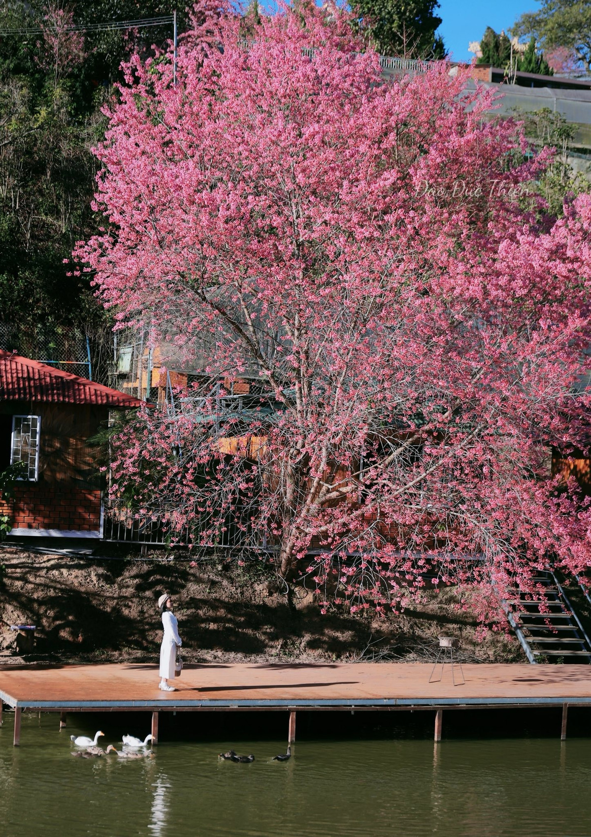 Điểm đặc biệt khiến cây mai anh đào "hoàng hậu" được nhiều người ưu ái gọi là “cây đẹp nhất Đà Lạt” chính là vị trí đắc địa bên hồ nước phẳng lặng. Ảnh Đào Đức Thiên