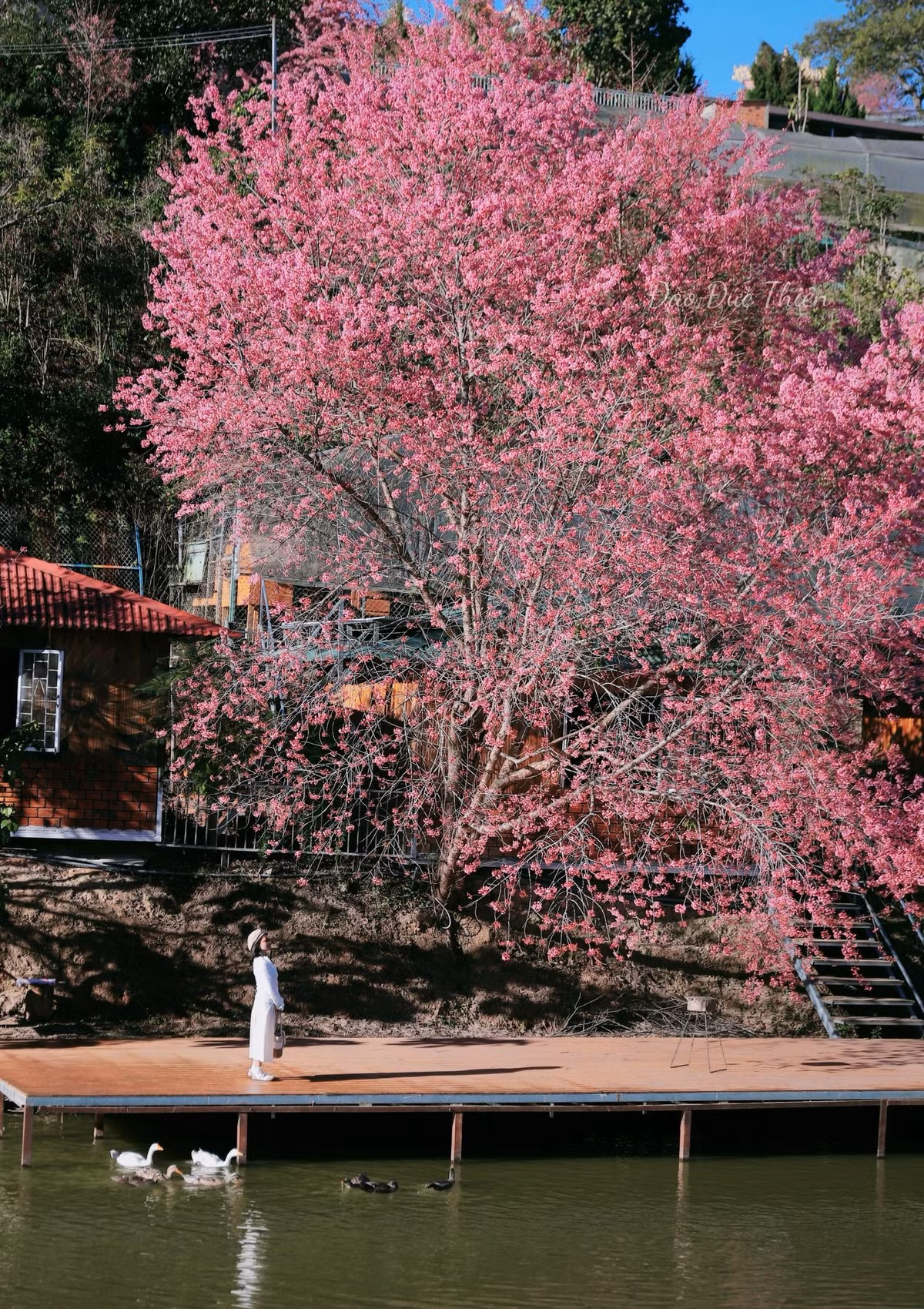 Điểm đặc biệt khiến cây mai anh đào "hoàng hậu" được nhiều người ưu ái gọi là “cây đẹp nhất Đà Lạt” chính là vị trí đắc địa bên hồ nước phẳng lặng. Ảnh Đào Đức Thiên