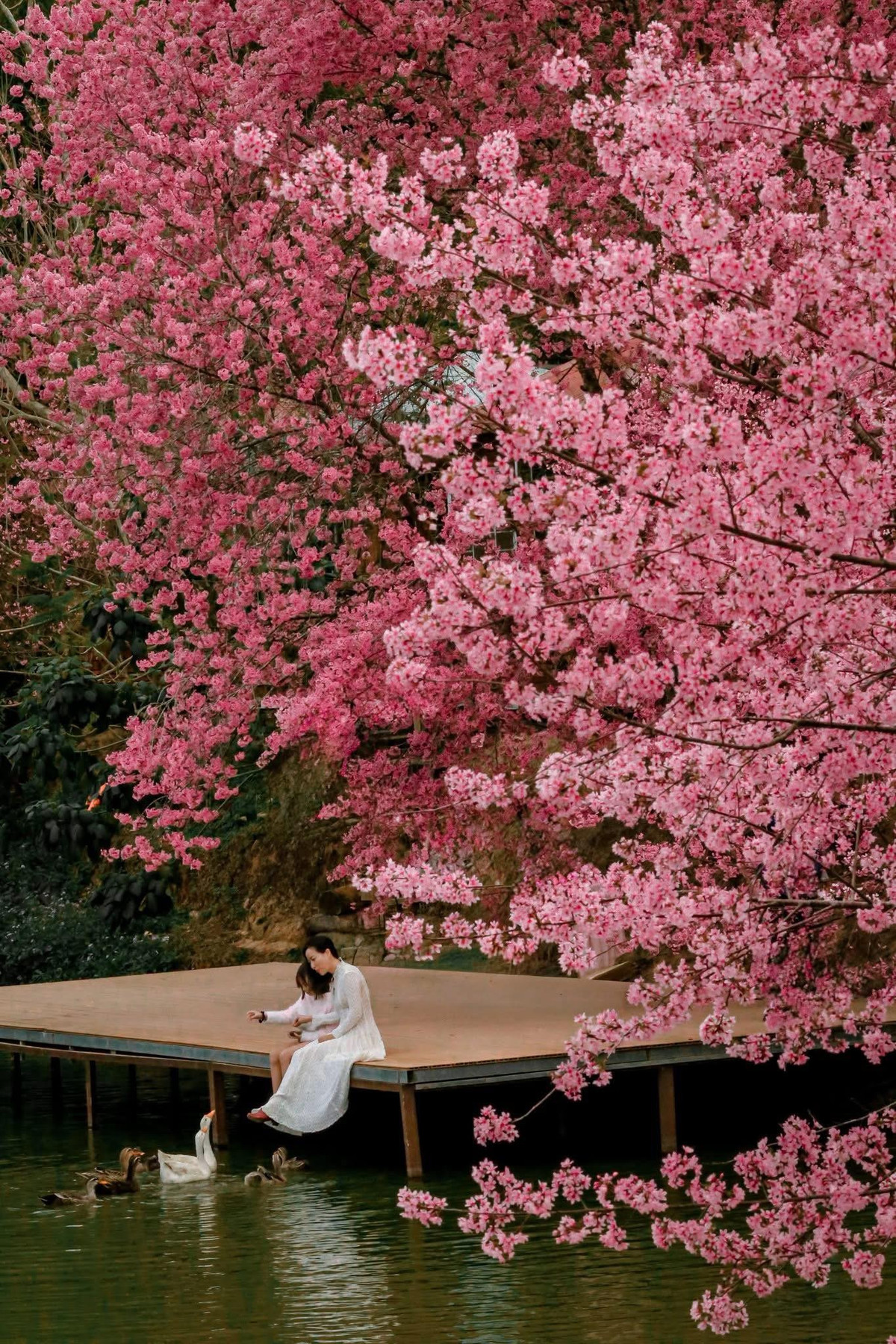 Do mùa hoa không kéo dài quá lâu, du khách nên theo dõi thời điểm hoa nở rộ để lên kế hoạch phù hợp. Những ngày cao điểm, đặc biệt vào cuối tuần, lượng khách đổ về khá đông. Vì vậy, thời điểm lý tưởng nhất để tham quan và chụp ảnh là sáng sớm hoặc khoảng 15–17h chiều, khi ánh sáng đẹp và không gian bớt đông đúc. Ảnh Bunny Hill Farm Dalat