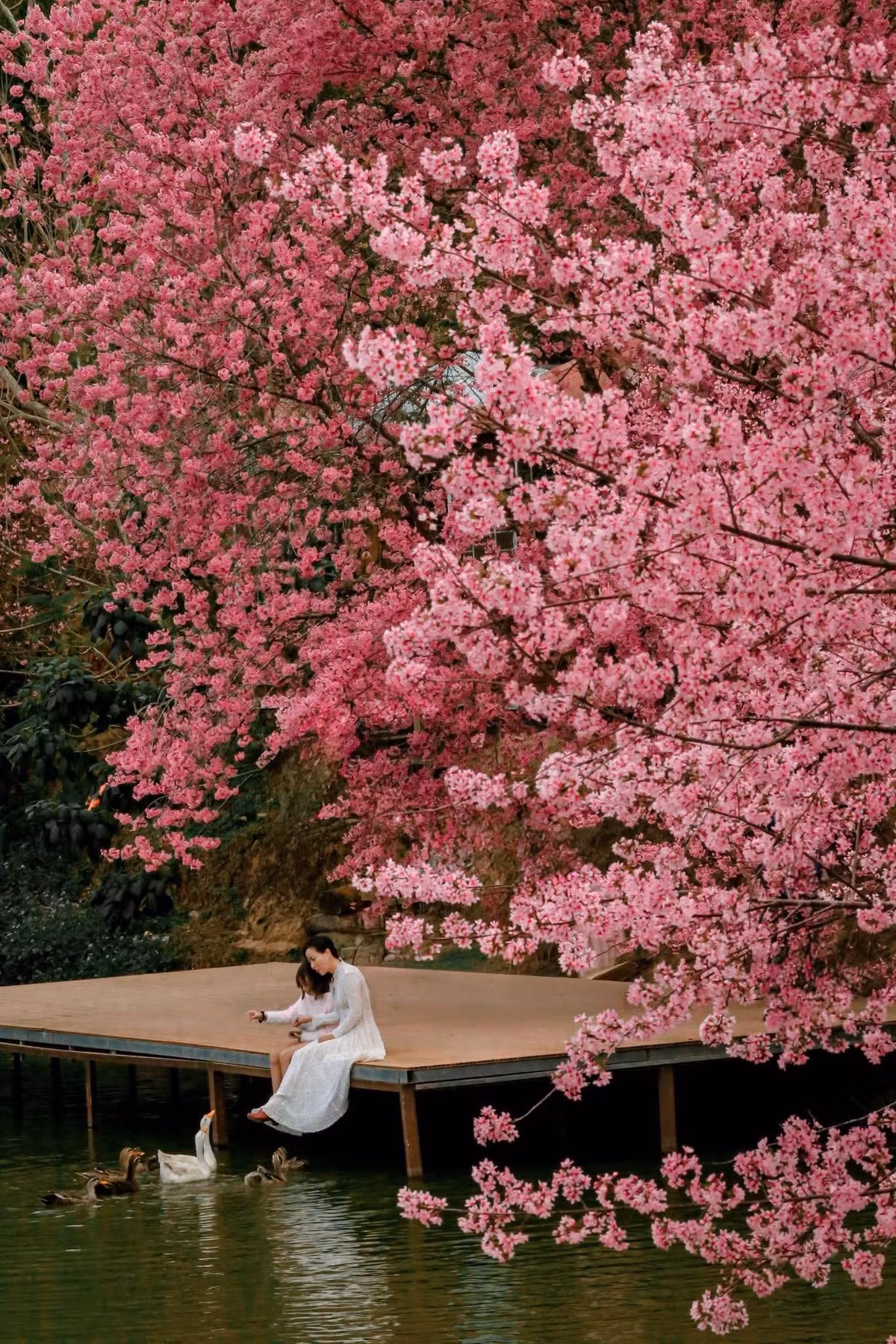 Do mùa hoa không kéo dài quá lâu, du khách nên theo dõi thời điểm hoa nở rộ để lên kế hoạch phù hợp. Những ngày cao điểm, đặc biệt vào cuối tuần, lượng khách đổ về khá đông. Vì vậy, thời điểm lý tưởng nhất để tham quan và chụp ảnh là sáng sớm hoặc khoảng 15–17h chiều, khi ánh sáng đẹp và không gian bớt đông đúc. Ảnh Bunny Hill Farm Dalat