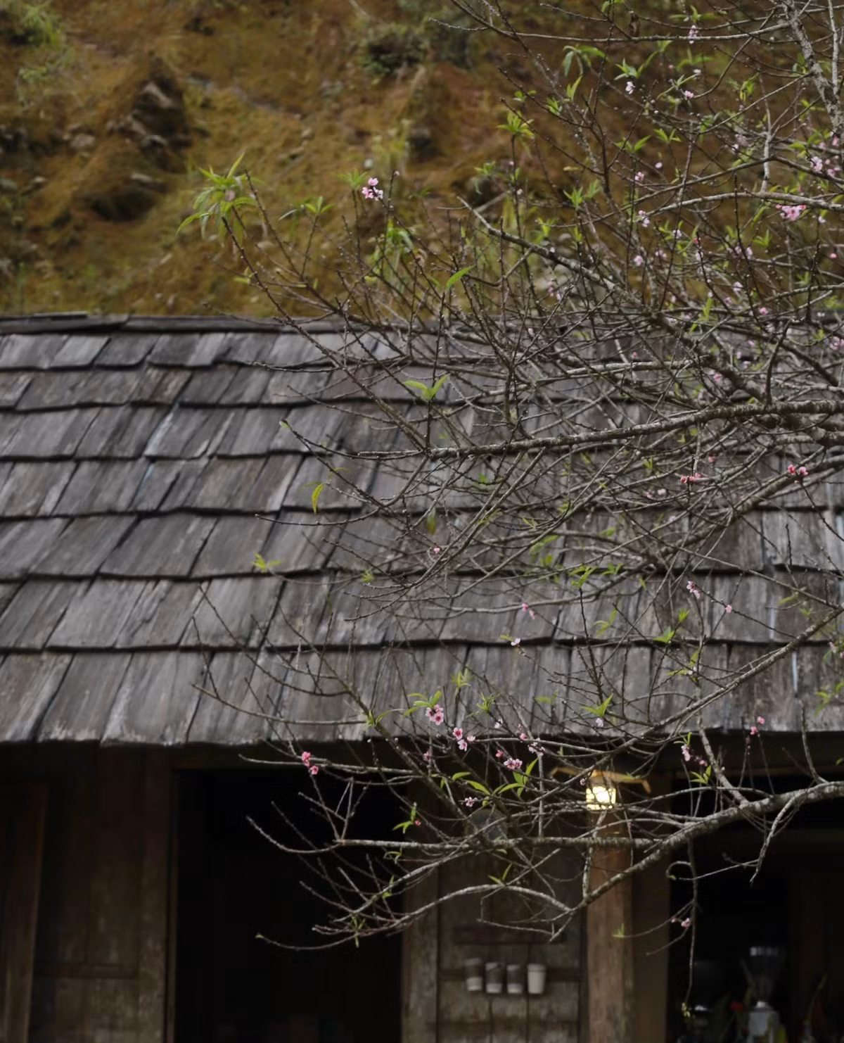 Sắc hồng nổi bật của hoa đào không chỉ đẹp mắt mà còn tạo nên khung cảnh sống động, lý tưởng để check-in. Ảnh Nhà H'Mông`