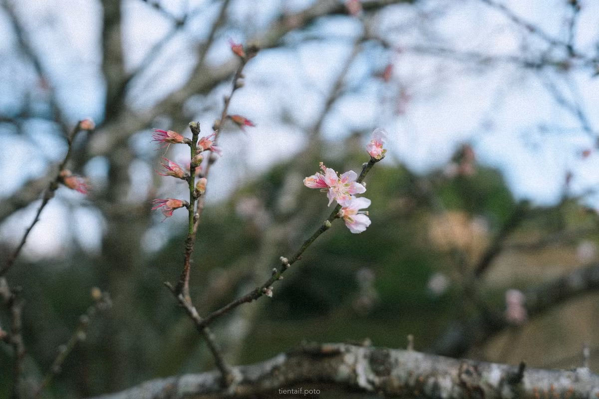Mỗi loại hoa mang vẻ đẹp riêng, nhưng đều níu chân du khách bởi những chùm hoa dày cánh, chúm chím, nổi bật trên nền trời xanh thẳm. Ảnh Bin trên Bản