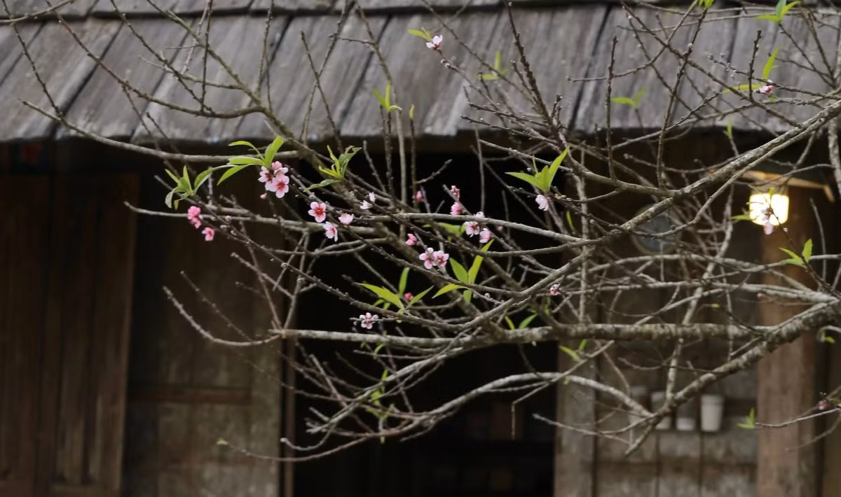 Tháng 11, tiết trời se se lạnh, những chùm hoa đào thắm sắc bung nở khiến cả vùng núi cao như khoác lên mình lớp áo mùa xuân rực rỡ, thu hút du khách từ khắp nơi. Ảnh Nhà H'Mông