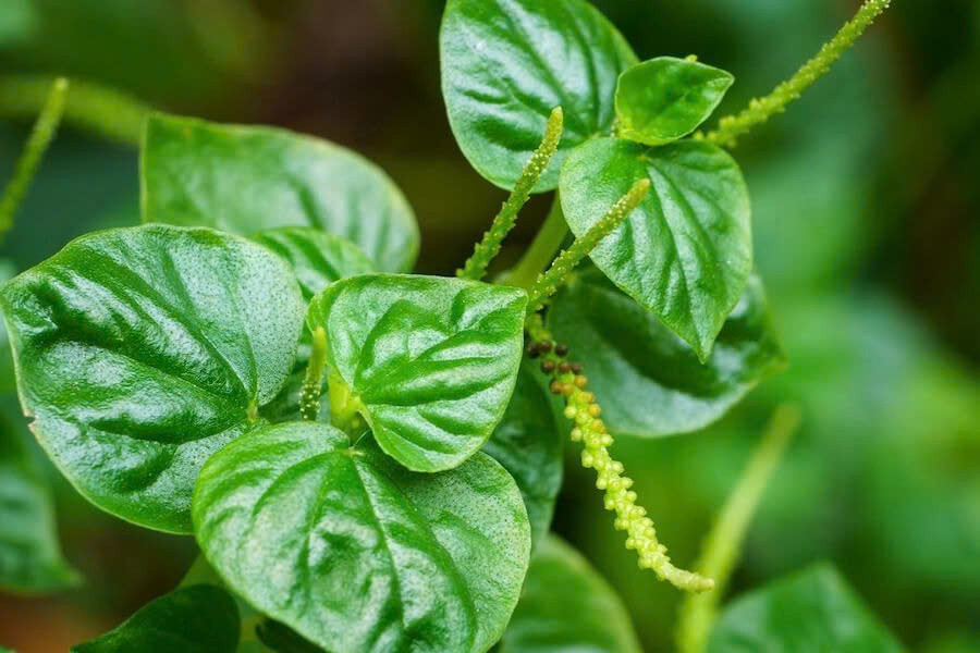 Ở nhiều vùng, rau càng cua còn mang những cái tên dân dã như đơn buốt, rau tiêu hay quỷ châm thảo. Sự phổ biến rộng khắp khiến loại rau này từng bị xem là “cỏ dại”, gần như không có giá trị thương mại. Ảnh Pharmacity