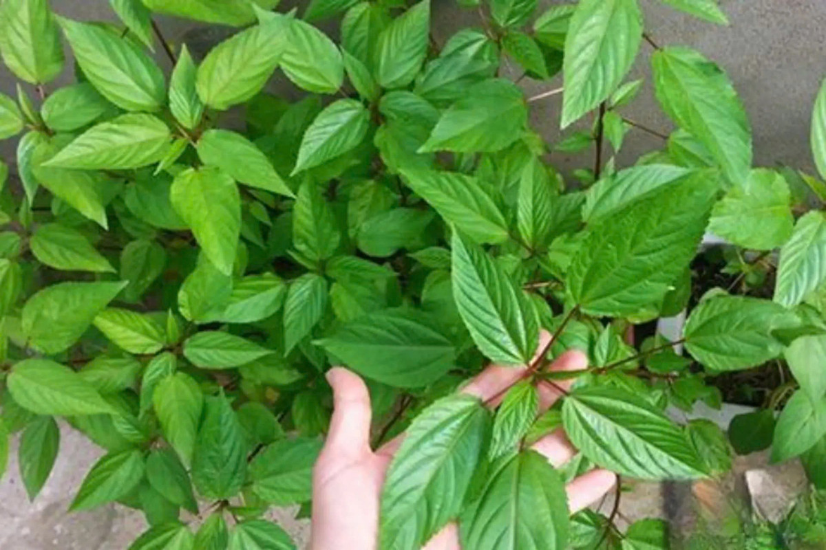 Tuy nhiên, trong bối cảnh xu hướng tiêu dùng thực phẩm lành mạnh gia tăng trên toàn cầu, những loại rau giàu dinh dưỡng như rau đay đang dần được quan tâm tại nhiều thị trường. Ảnh Internet