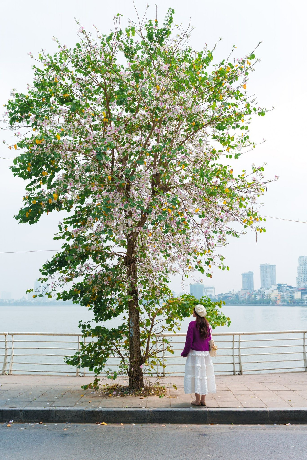 Hoa ban không chỉ làm đẹp phố phường mà còn gợi nhắc về vẻ đẹp bình dị của thiên nhiên. Và mỗi năm, khi mùa hoa trở lại, Hà Nội lại thêm một lần khoác lên mình tấm áo mộng mơ, khiến ai đi qua cũng muốn ngoái nhìn.