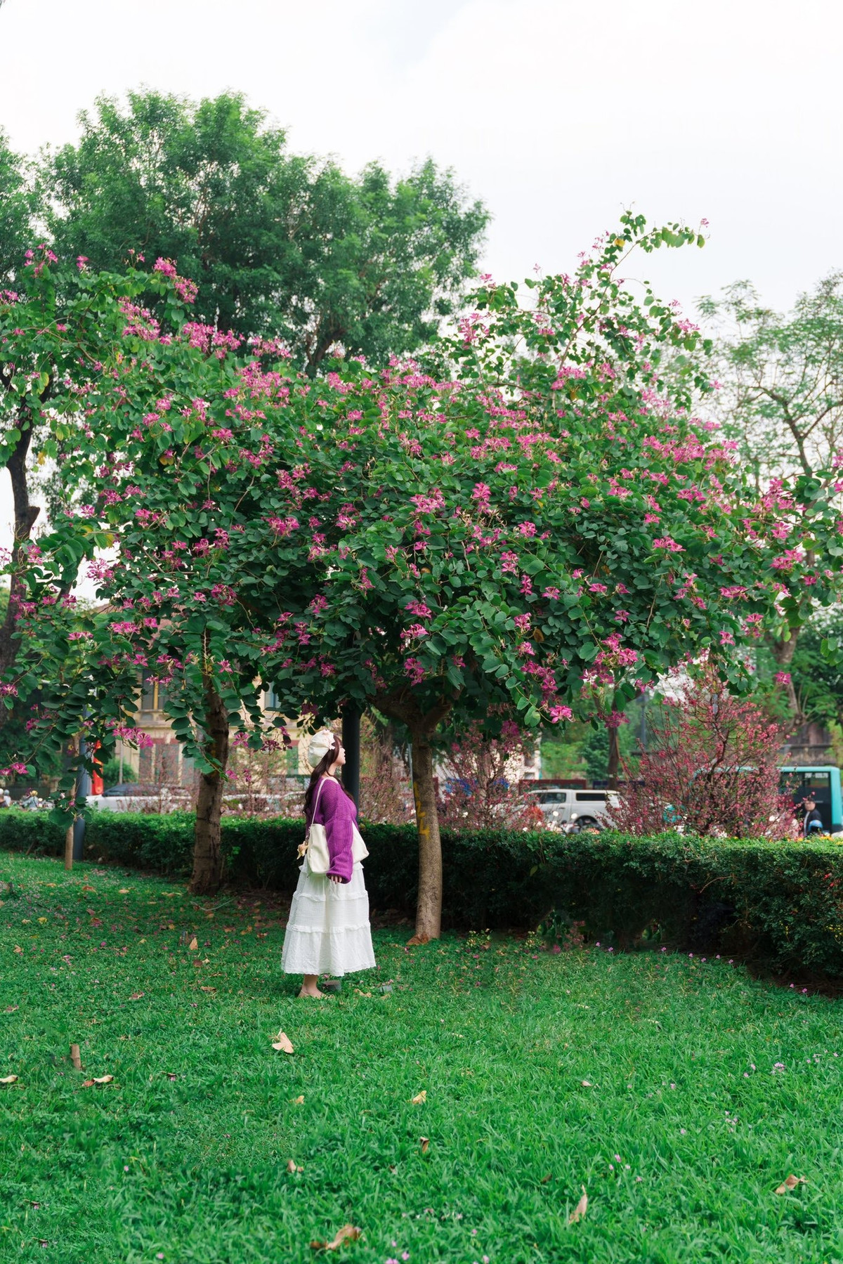 Mùa hoa ngắn ngủi nhưng đủ khiến phố phường trở nên sống động hơn. Nhiều bạn trẻ, nhiếp ảnh gia và du khách tranh thủ xuống phố check-in, ghi lại vẻ đẹp mong manh của loài hoa đặc trưng vùng cao ngay giữa lòng thủ đô.