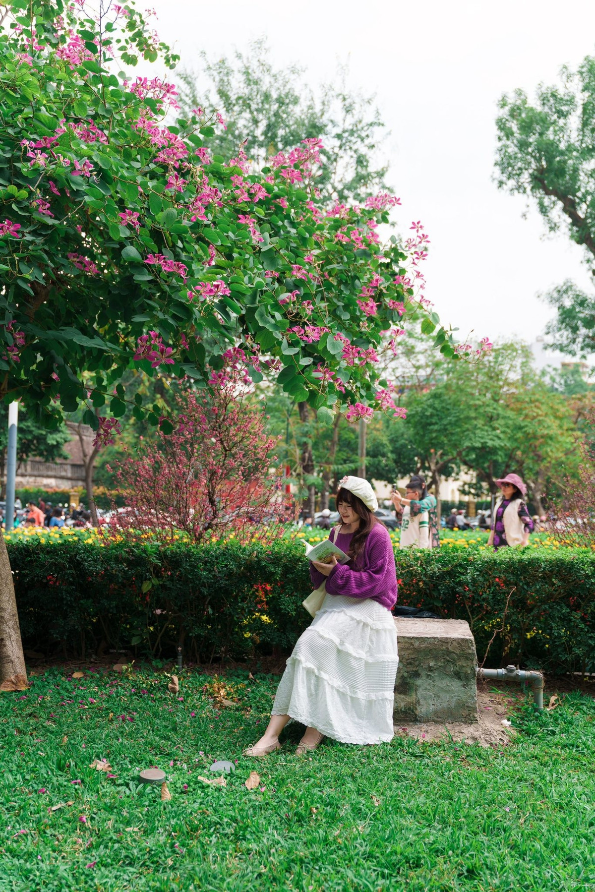 Hoa ban rừng thường có hai gam màu chủ đạo là trắng và tím nhạt. Cánh hoa mỏng, mềm, xếp thành từng chùm nhỏ, nở rộ rồi rơi nhẹ theo gió, để lại hương thơm thoang thoảng. Không rực rỡ như hoa sưa hay nồng nàn như hoa sữa, hoa ban mang nét đẹp thanh khiết, tinh tế và rất đỗi dịu dàng.