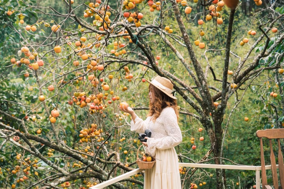 Tháng 11 cũng là mùa hồng chín tại Đà Lạt và các vùng cao nguyên như Măng Đen. Những trái hồng giòn lấp lánh trong nắng sớm, nhuộm hồng cả triền đồi, tạo khung cảnh lãng mạn. Du khách có thể ghé thăm vườn hồng ở Trại Hầm, Đa Quý hay Xuân Trường để trải nghiệm hái hồng, chụp ảnh và thưởng thức vị ngọt thanh mát ngay tại vườn. Ảnh Rừng Nhiệt Đới cafe