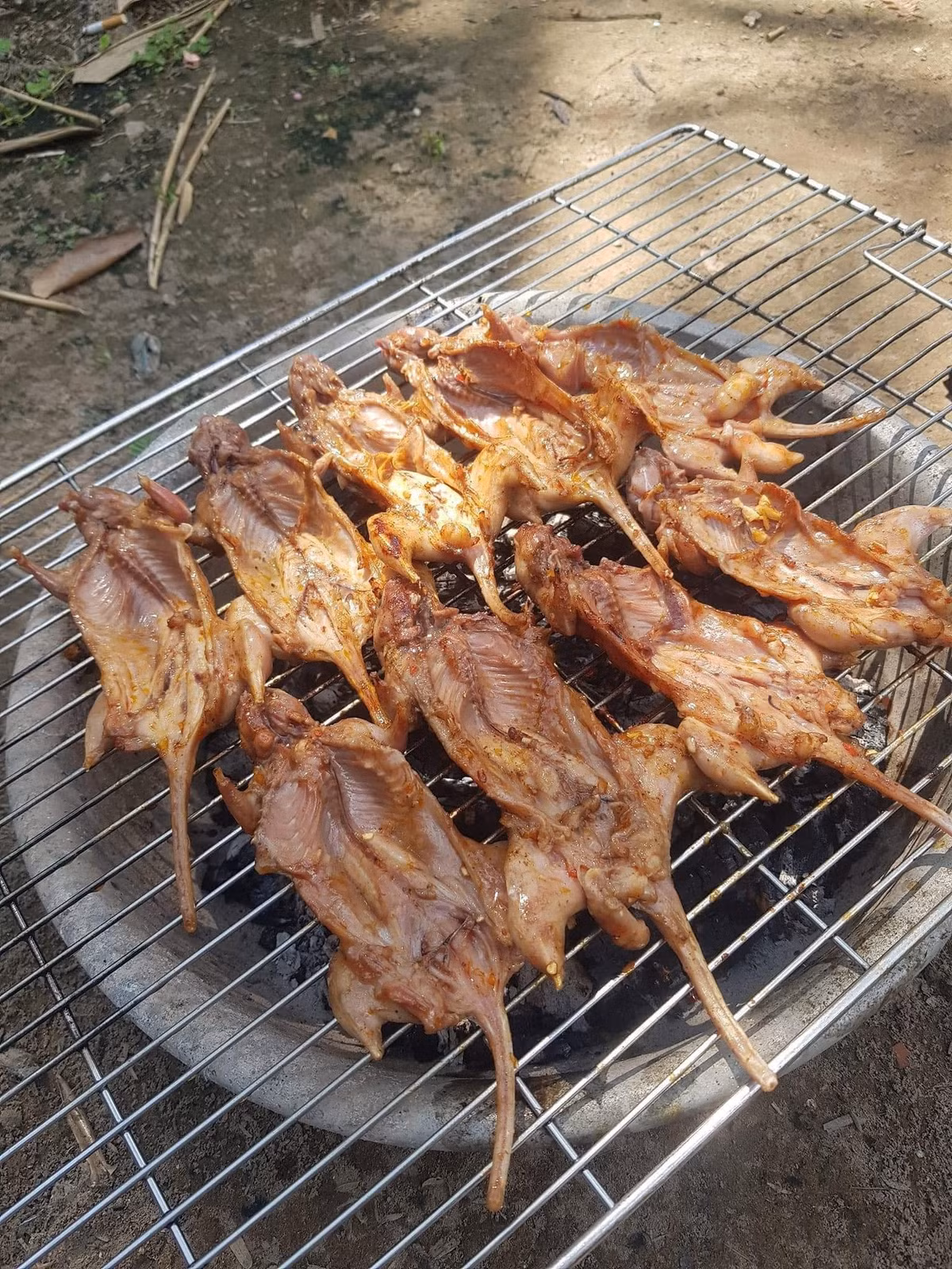 Không phổ biến như chuột đồng, chuột dừa sinh sống chủ yếu trên những vườn dừa lâu năm. Ảnh Lê Thị Thúy Lil