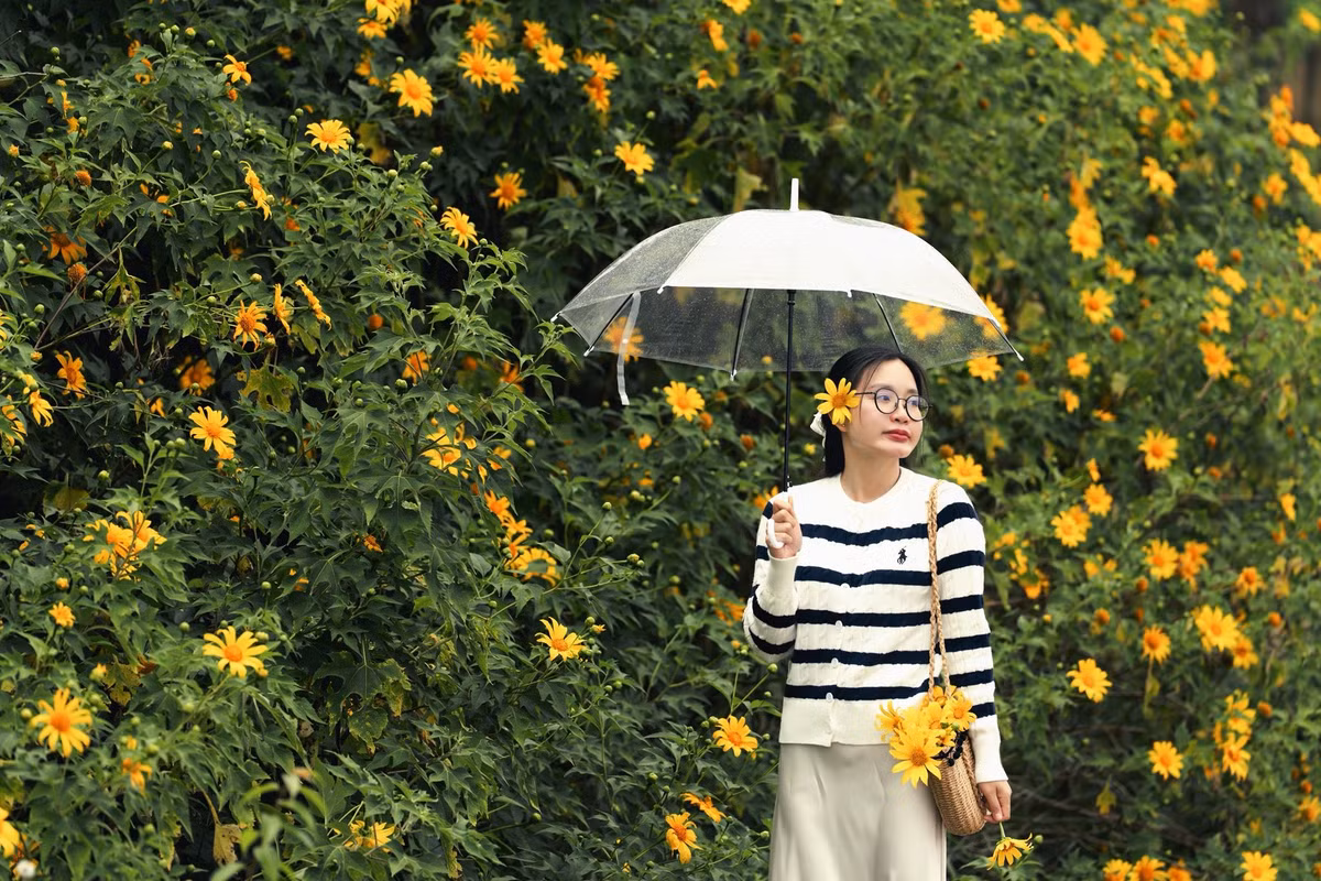 Những năm gần đây, mùa hoa dã quỳ được xem là “điểm hẹn vàng” của du lịch Lâm Đồng. Nhiều doanh nghiệp lữ hành đã khai thác các tour ngắm hoa kết hợp chụp ảnh, tham quan nông trại và khám phá văn hóa địa phương. Ảnh Bánh Gạo