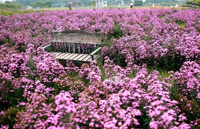 Cúc họa mi chỉ nở rộ trong khoảng một tháng, từ giữa tháng 10 đến giữa tháng 11. Còn thạch thảo thường khoe sắc tím từ đầu tháng 10 tới cuối tháng 11, khiến các vườn hoa ngoại ô trở thành điểm hẹn của giới trẻ mê chụp ảnh. Ảnh Mytour