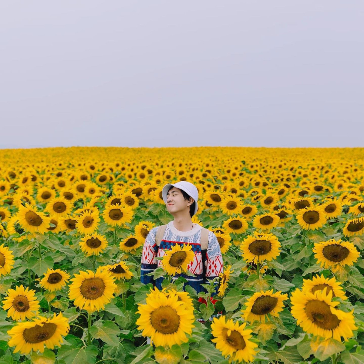 Theo ghi nhận, hoa hướng dương tại đây đang bước vào giai đoạn nở đẹp nhất, bông to, cánh dày, vươn cao đón nắng. Ảnh Mình Là Grin