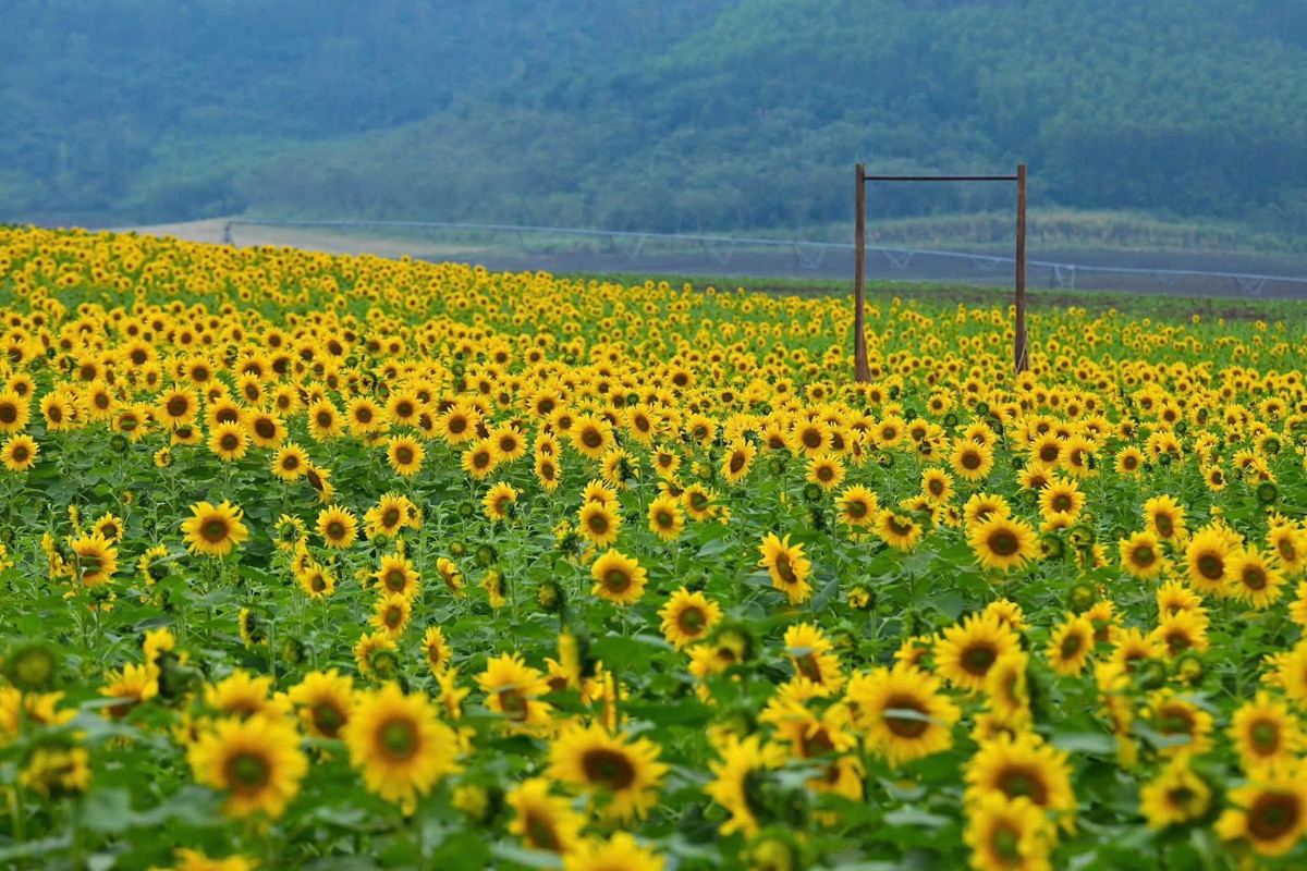 View - Cánh đồng hoa hướng dương Nghệ An rực vàng, điểm hẹn hút khách cuối năm | Báo Tri thức và Cuộc sống - TIN TỨC PHỔ BIẾN KIẾN THỨC 24H