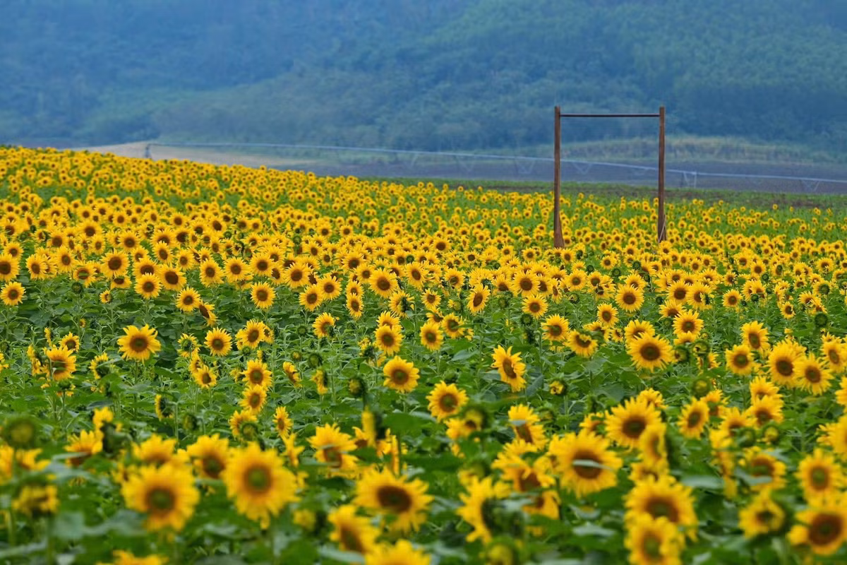 Những ngày giữa tháng 12, vùng đồi núi Nghĩa Lâm khoác lên mình sắc vàng rực rỡ khi hàng triệu bông hoa hướng dương đồng loạt bung nở. Ảnh Internet
