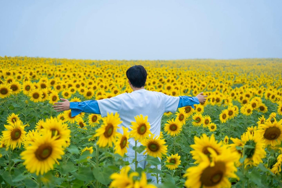 Dù mở cửa đón khách tham quan tự do, đơn vị quản lý vẫn khuyến cáo du khách nâng cao ý thức giữ gìn cảnh quan, không bẻ hoa, giẫm đạp lên luống trồng hay xả rác bừa bãi, nhằm đảm bảo hoạt động sản xuất và duy trì vẻ đẹp của cánh đồng. Ảnh﻿ ﻿Mạnh Tiến Khôi