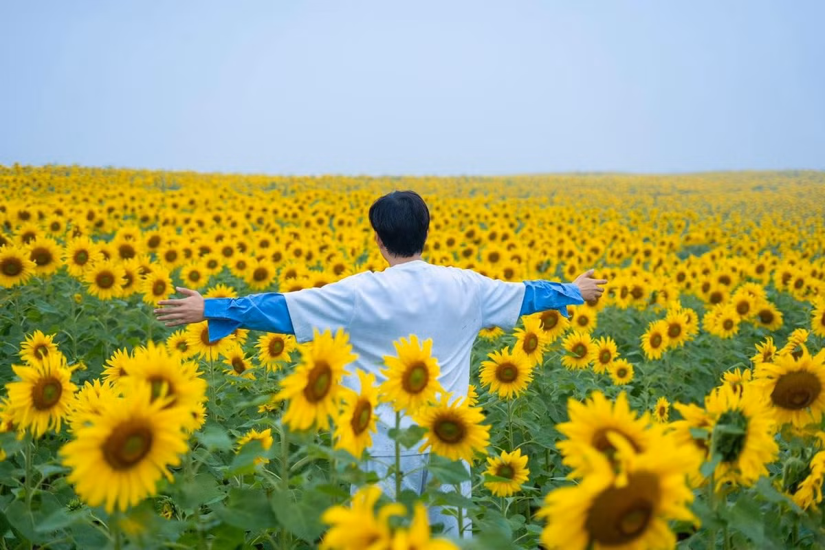 Dù mở cửa đón khách tham quan tự do, đơn vị quản lý vẫn khuyến cáo du khách nâng cao ý thức giữ gìn cảnh quan, không bẻ hoa, giẫm đạp lên luống trồng hay xả rác bừa bãi, nhằm đảm bảo hoạt động sản xuất và duy trì vẻ đẹp của cánh đồng. Ảnh﻿ ﻿Mạnh Tiến Khôi