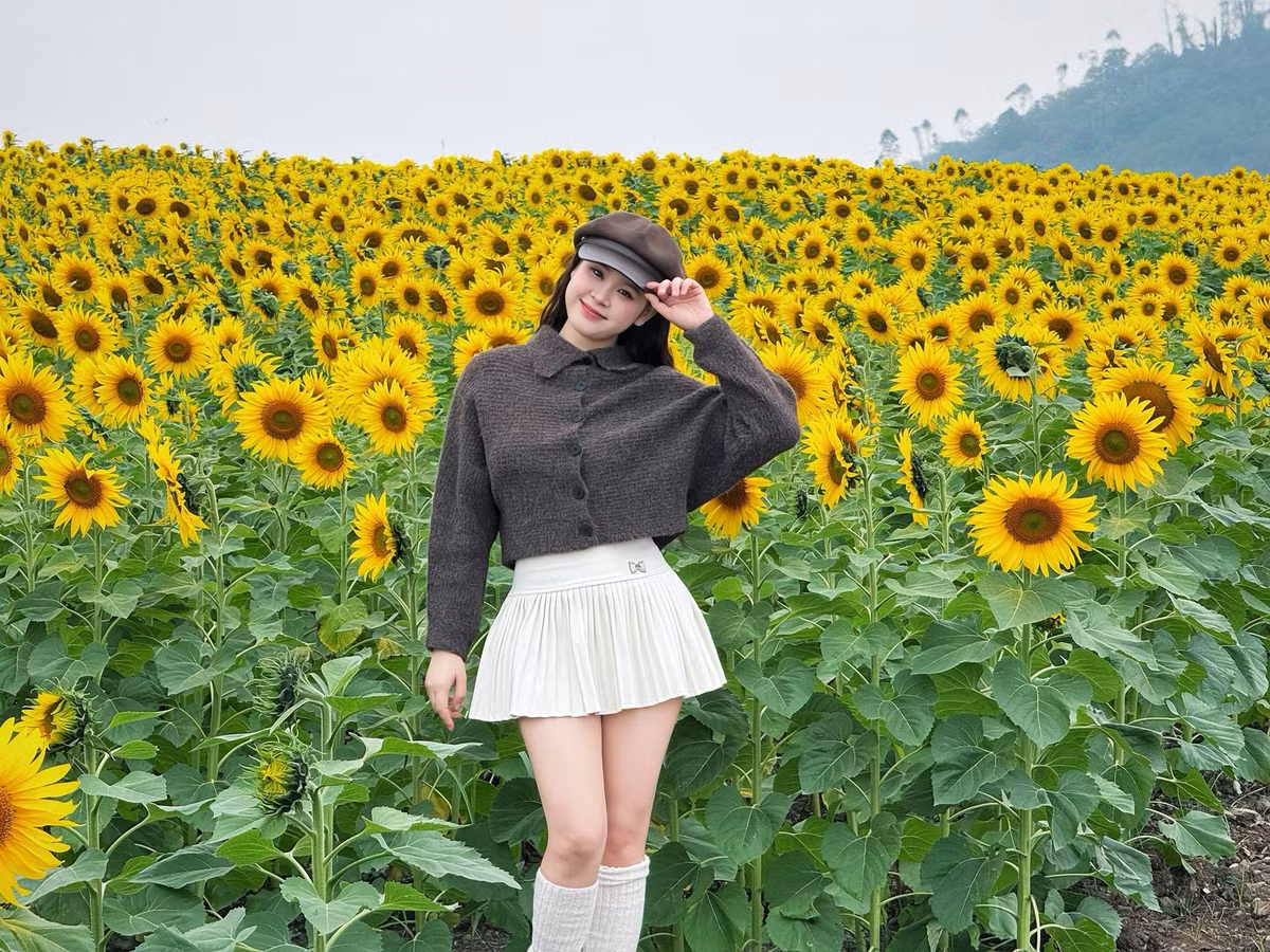 Theo dự kiến, hoa sẽ nở rộ và duy trì vẻ đẹp đến qua Tết Dương lịch, tạo điều kiện thuận lợi cho các chuyến du lịch ngắn ngày, đặc biệt là dịp cuối tuần và kỳ nghỉ lễ. Ảnh Thảo Vi Nguyễn