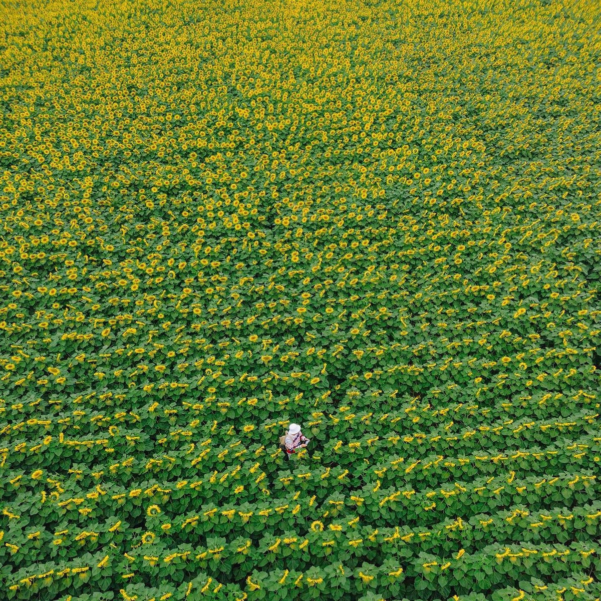 Cánh đồng hoa năm nay được Tập đoàn TH trồng tại khu vực C10, nằm đối diện khoảng giữa hai trang trại bò sữa số 1 và số 3, tạo nên không gian rộng lớn, thoáng đãng và thuận tiện cho du khách tham quan, chụp ảnh. Ảnh Mình Là Grin