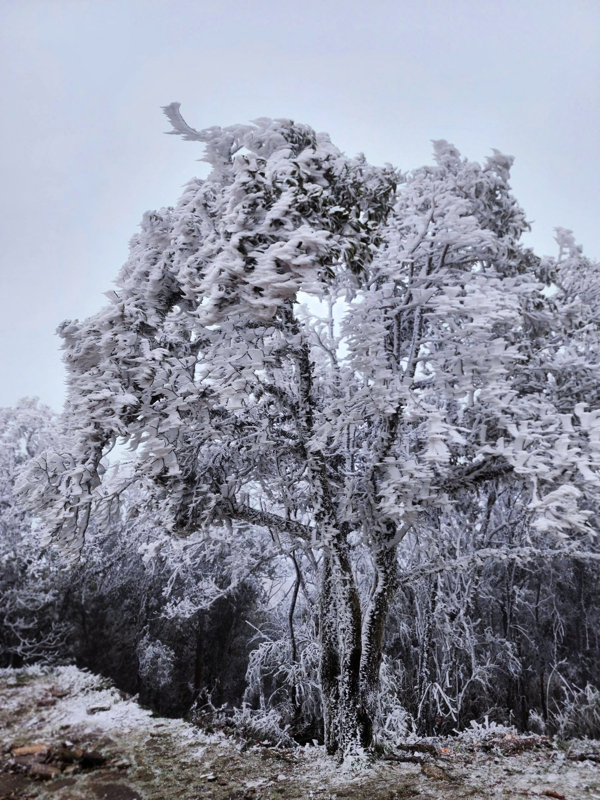 Việc di chuyển trên băng tuyết đòi hỏi sự cẩn trọng tối đa. Du khách được khuyến cáo đi chậm, bước ngắn, không chạy nhảy hay nô đùa trên băng. Những khu vực băng mỏng, băng phủ trên đá hoặc cành cây cần tuyệt đối tránh giẫm lên để hạn chế trơn trượt, té ngã. Nếu di chuyển vào buổi tối hoặc sáng sớm khi sương mù dày, việc mang theo đèn pin, pin dự phòng và đảm bảo điện thoại luôn đầy pin là rất quan trọng, bởi nhiệt độ thấp khiến pin hao nhanh hơn bình thường.